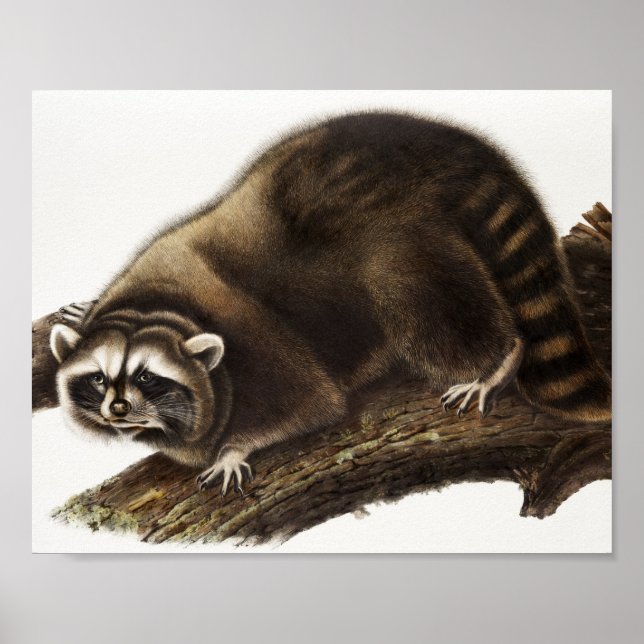 Raccoon (Procyon lotor) Illustration Poster (Front)