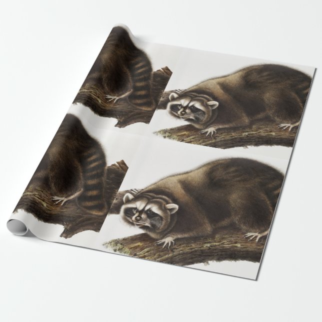 Raccoon (Procyon lotor) Illustration Wrapping Paper (Unrolled)
