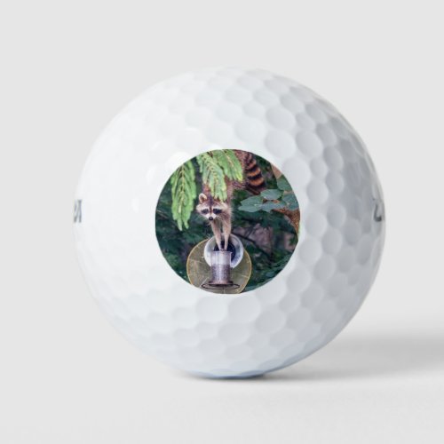 Raccoon Raiding the Bird Feeder Golf Balls