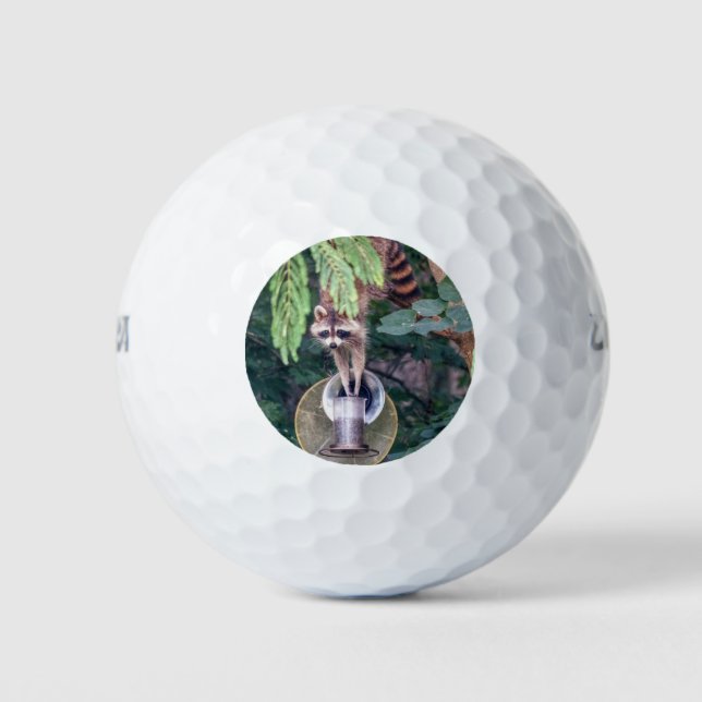 Raccoon Raiding the Bird Feeder Golf Balls (Front)