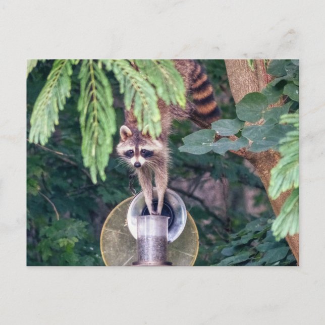 Raccoon Raiding the Bird Feeder Postcard (Front)