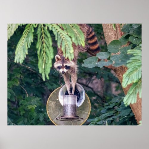 Raccoon Raiding the Bird Feeder Poster