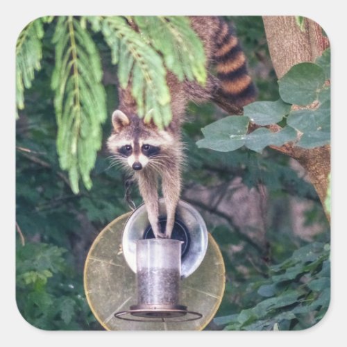 Raccoon Raiding the Bird Feeder Square Sticker
