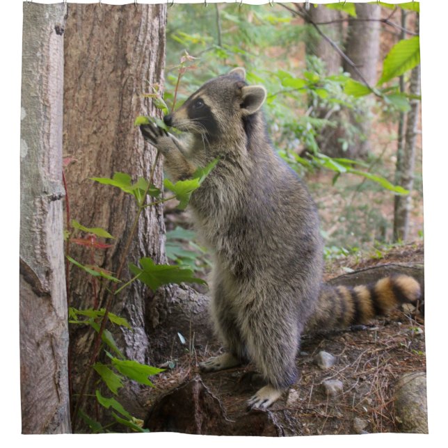 Raccoon shower curtain (Front)