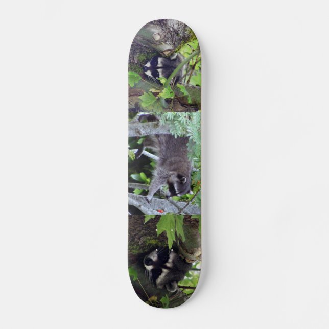 Raccoon Skateboard (Front)