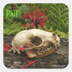Raccoon skull old log with ferns and red Monarda Square Sticker