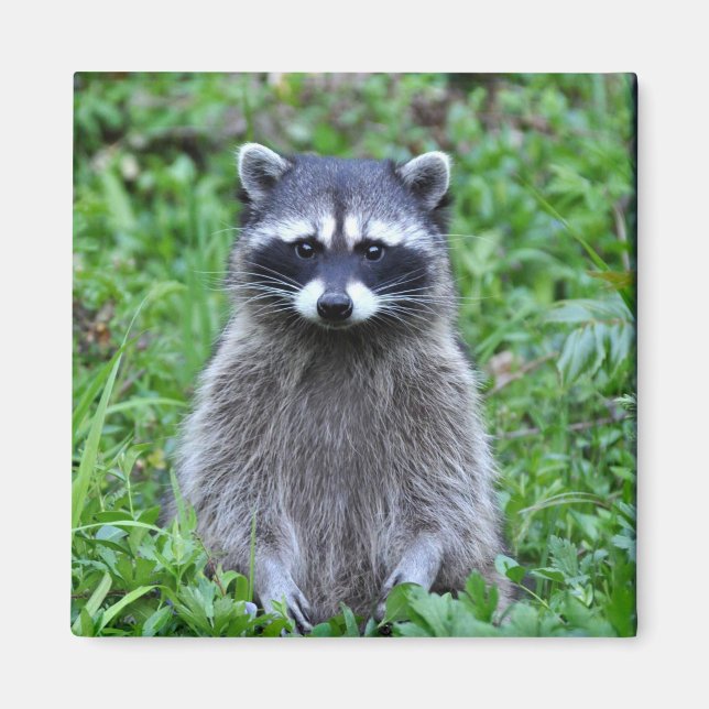 Raccoon Standing Magnet (Front)
