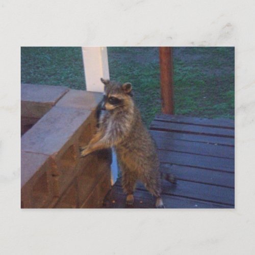 Raccoon Standing on Back Porch Postcard