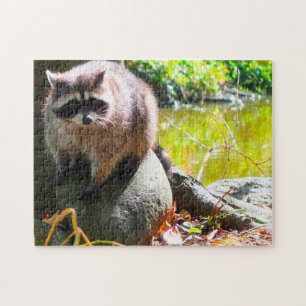 Raccoon Stanley Park Vancouver. Jigsaw Puzzle