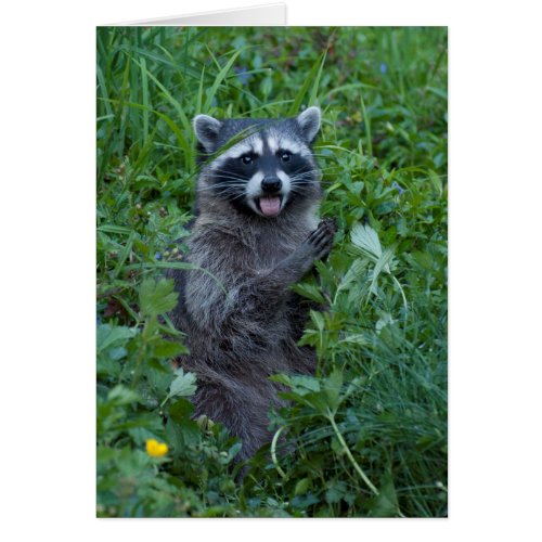 Raccoon Stickin its Tongue Out at You _ Art Card