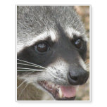 Raccoon Temporary Tattoos