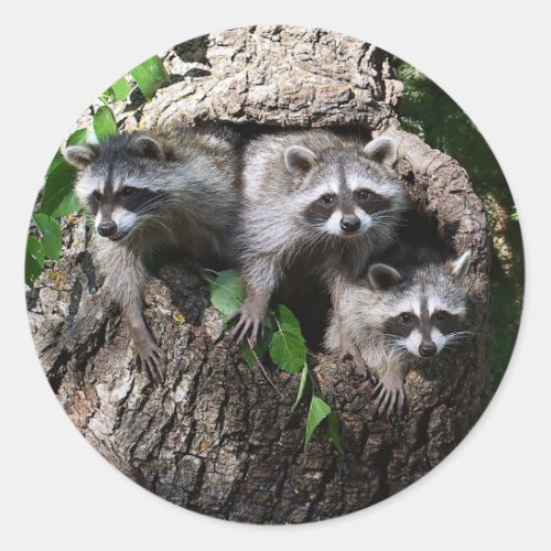 Raccoon _ The Three Amigos Classic Round Sticker