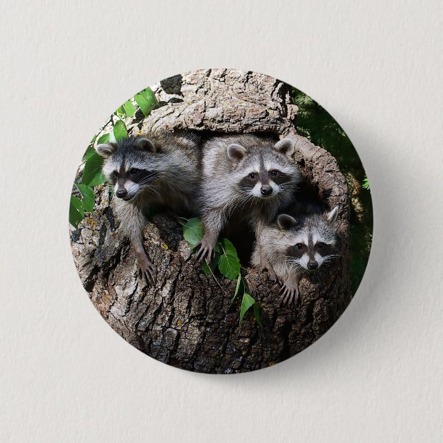 Raccoon - The Three Amigos Pinback Button (Front)