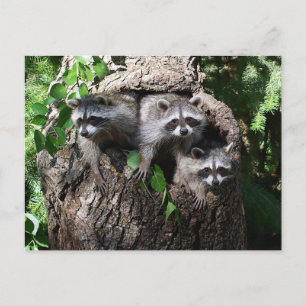 Raccoon - The Three Amigos Postcard
