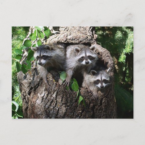 Raccoon _ The Three Amigos Postcard