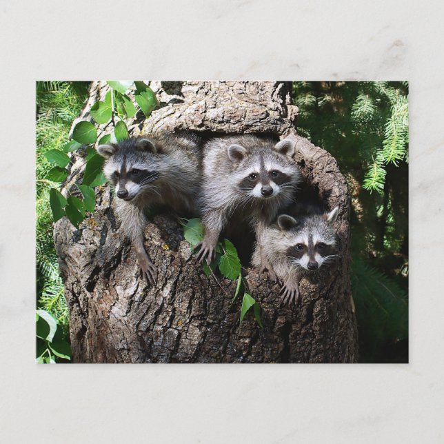 Raccoon - The Three Amigos Postcard (Front)