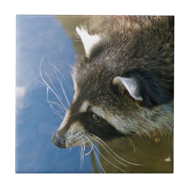 Raccoon Tile (Front)