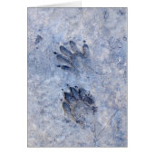 Raccoon Tracks--1 (Front)