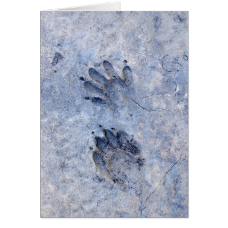 Raccoon Tracks--1 Cards