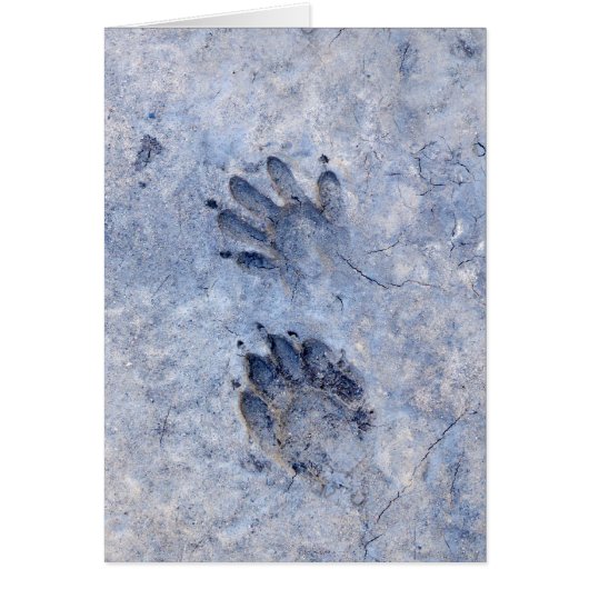 Raccoon Tracks--1 Cards (Front)