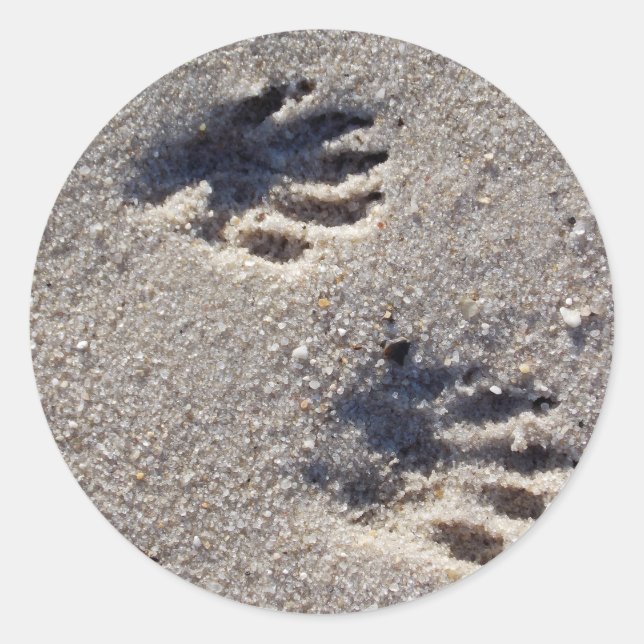 Raccoon Tracks in the Sand Classic Round Sticker (Front)