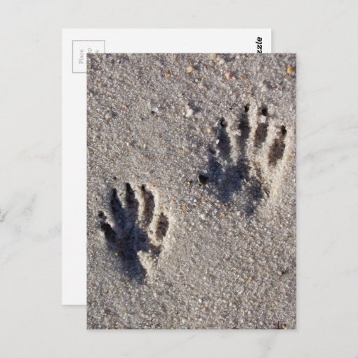 Raccoon Tracks In The Sand Postcard Zazzle