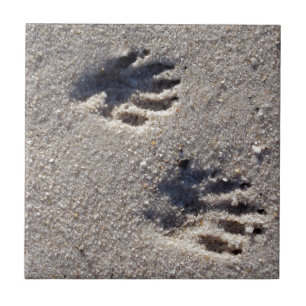 Raccoon Tracks in the Sand Tile