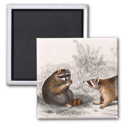 Raccoon vintage illustrated magnet