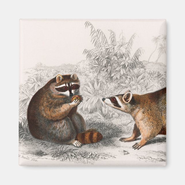 Raccoon vintage illustrated magnet (Front)