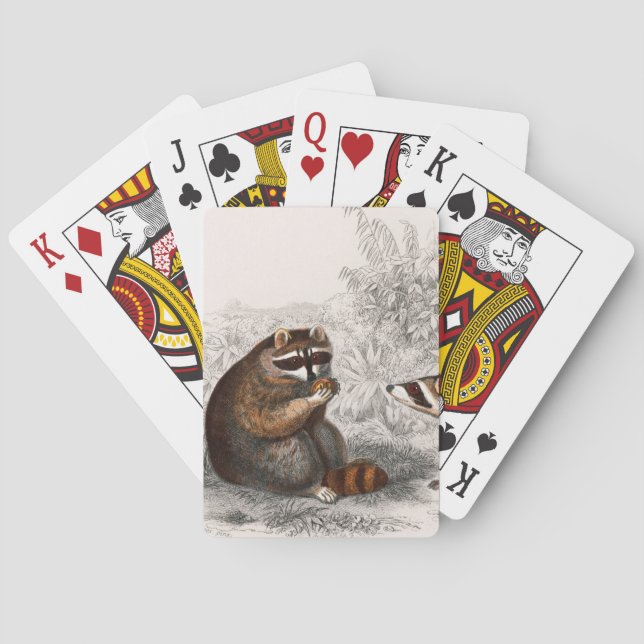 Raccoon vintage illustrated poker cards (Back)