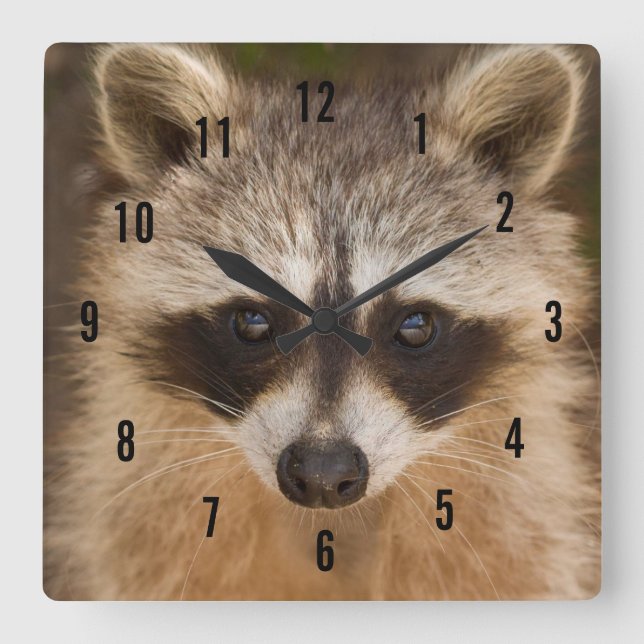 Raccoon Wall Clock (Front)