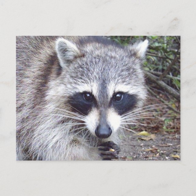 Raccoon Wildlife Series # 8 Postcard (Front)