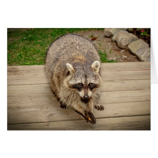 Raccoon with a chip cards (Front Horizontal)