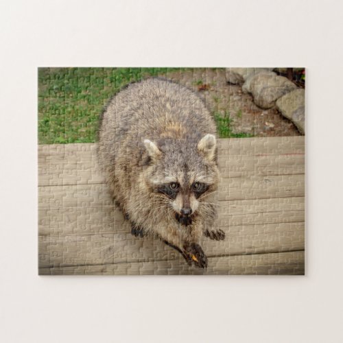 Raccoon with a chip jigsaw puzzle