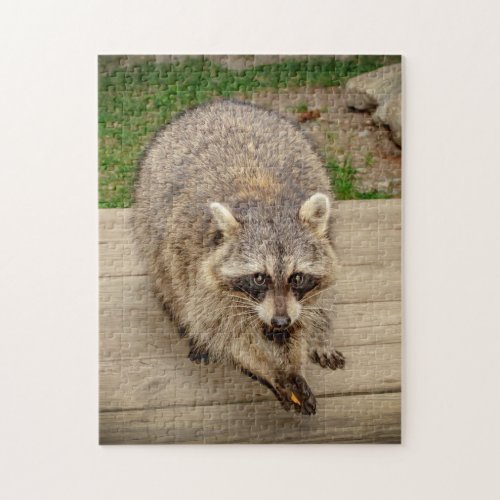 Raccoon with a chip jigsaw puzzle