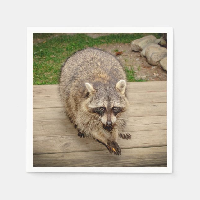 Raccoon with a chip paper napkins (Front)