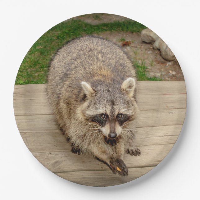 Raccoon with a chip paper plates (Front)