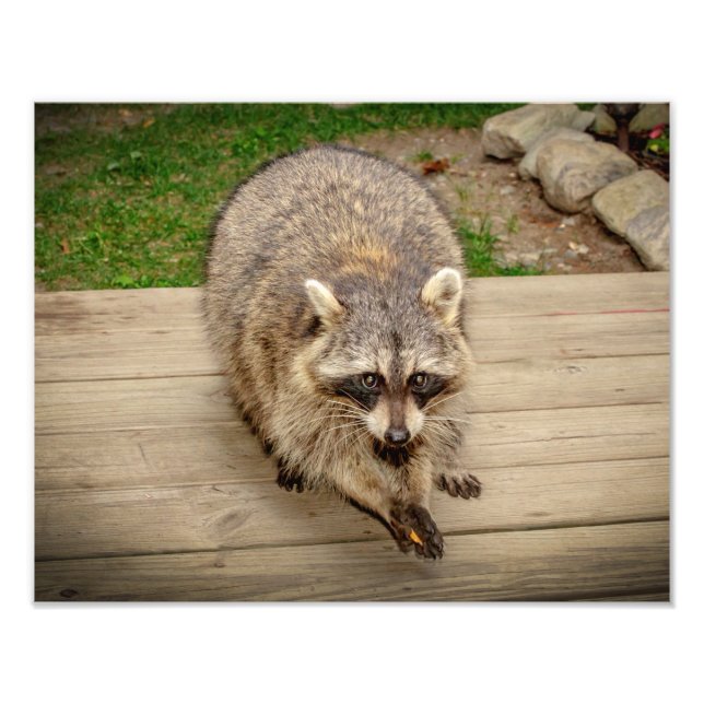 Raccoon with a chip photo print (Front)