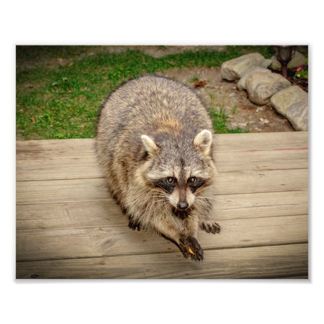 Raccoon with a chip photo print (Front)
