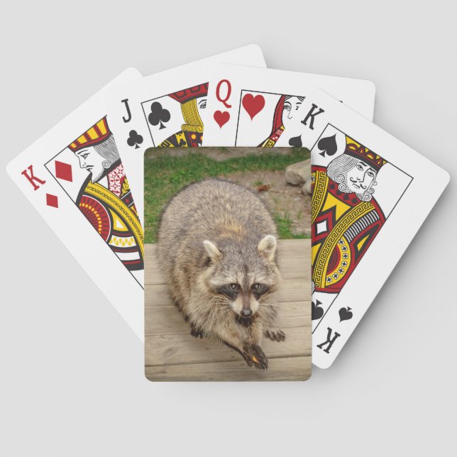Raccoon with a chip poker cards (Back)