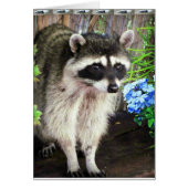 Raccoon With Blue Flowers And Feathers (Front)