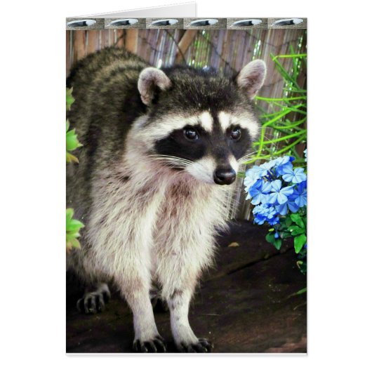 Raccoon With Blue Flowers And Feathers (Front)
