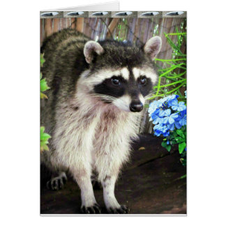 Raccoon With Blue Flowers And Feathers Cards