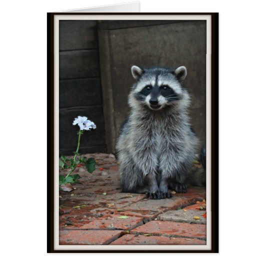 Raccoon with White Flower (Front)