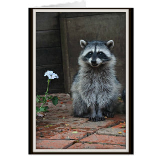Raccoon with White Flower Cards