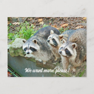 Raccoons Ask For More Funny Postcard