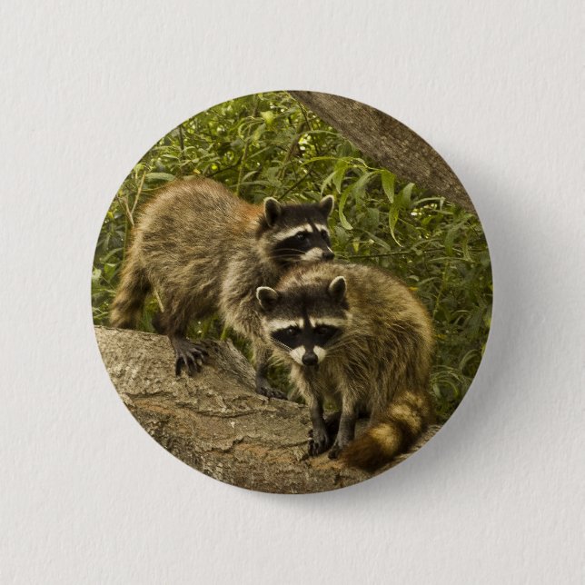 Raccoons Pinback Button (Front)