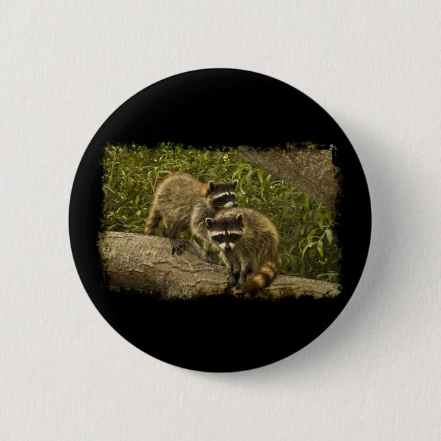 Raccoons Pinback Button (Front)