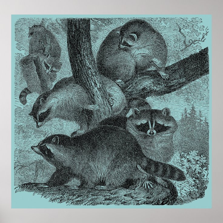 Raccoons Poster | Zazzle