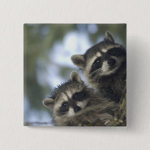 Raccoons Procyon Lotor) of Fish Lake, Central Button